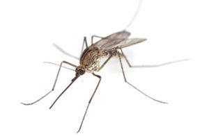 san antonio mosquito control